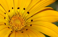 flower yellow (small)